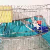 مرغ عشق معاوضه