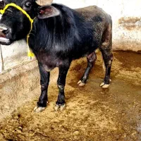 گاومیش شیری همراه گوساله ۵ ماهه