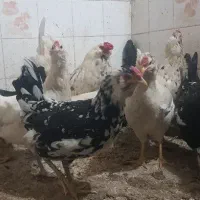 تخم مرغ نطفه دار گلین خالص