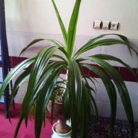 گلهای آپرتمانی