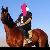 فروشی مادیان کرد|حیوانات مزرعه|تهران, یافت‌آباد|دیوار