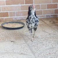 جوجه خروس گلین نیمچه