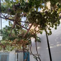 منزل ویلایی در شهرستان فردوس|فروش خانه و ویلا|فردوس (خراسان), |دیوار