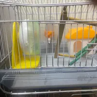 قفس همستر به همراه لوازم جانبی|لوازم جانبی حیوانات|تهران, حشمتیه|دیوار