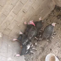 تخم‌مرغ نطفه دار بوغلمون|حیوانات مزرعه|خواف, |دیوار