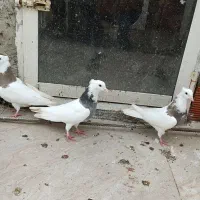 کبوتر طوقی|پرنده|مریوان, |دیوار