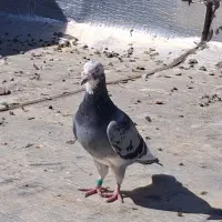کبوتر پلاکی قره.