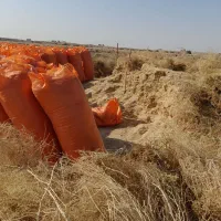 کاه گندم امسالی زابل|حیوانات مزرعه|جزنیک, |دیوار