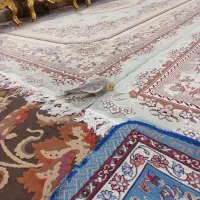 عروس هلندی نر و ماده مولد