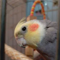 دو عدد عروس هلندی نر|پرنده|الوند, |دیوار