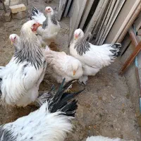 خروس برهما|حیوانات مزرعه|ابریشم, |دیوار