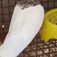 طوقی هفت رنگ کرمانشاهی