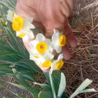 فروش گل نرگس