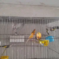 جوجه سهره