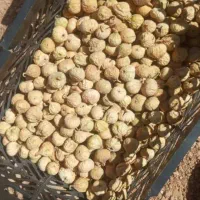 فروش خشکبار