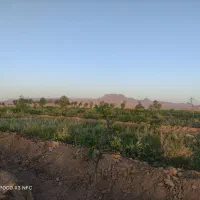 علف باغ