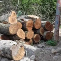 خریدار تنه کهور-کنار