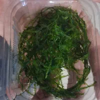 خزه کریسمس آکواریوم تعداد محدود