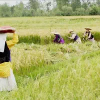 ۶هزارو۲۰۰متر شالی فقط متری ۲۵۰هزار تومن