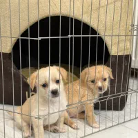 توله سگ آپارتمانی