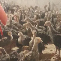 جوجه بوقلمون