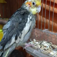 پرنده گمشده،مژدگانی دارد