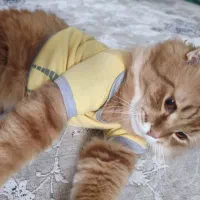 پرشین اسکاتیش