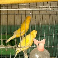 قناری|پرنده|مبارکه, |دیوار