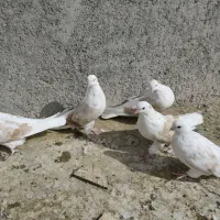 سلام 18عدوکت زرد نروماده کشیده بلند|پرنده|مبارکه, |دیوار