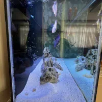 اکواریوم|ماهی|بردسکن, |دیوار