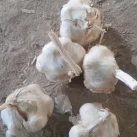 سیرسفید تمیز درشت