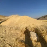 فروش کاه ۶۰۰ انبار کاه گندم دیم