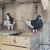خوشرنگ سیاه گلدار|پرنده|شیراز, سایت اداری|دیوار