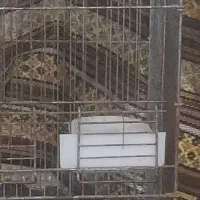 پرنده پیدا شده