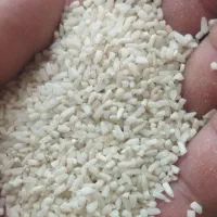 برنج سالم ونیمدانه بدون قاطی