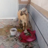 گوسفند|حیوانات مزرعه|شیراز, ده پیاله|دیوار