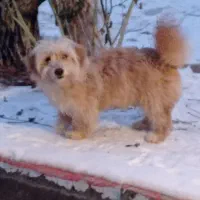 سگ پاکوتاه یکونیمی