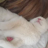 واگذاری گربه