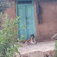 سگ نگهبان گله ای 2عدد