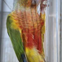 گرینچیک و عروس هلندی|پرنده|مشهد, نوده|دیوار