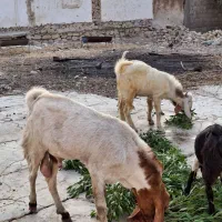 دو پازن پا کستانی ویک بز درجه یک آدرس کاکی|حیوانات مزرعه|بوشهر, |دیوار