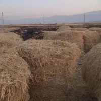 پوشال برنج جهت سرما زدگی سیفی جات و میوه جات|عمدهفروشی|کامفیروز, |دیوار