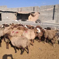 ۴۳ راس میش آبستن سنگین و بره دار|حیوانات مزرعه|شهریار, شهریار|دیوار