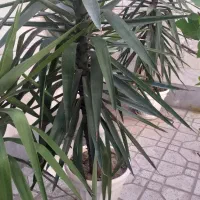 ۷عدد گل یوکا سالم ریشه دار