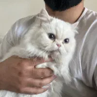 حیوان کالا نیست|گربه|شهرکرد, |دیوار