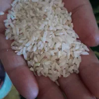 باسلام ۵۰کیلو برنج چمپای کره بفروش میرسه