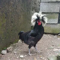 فروش خروس لهستانی ۱۲ماهه