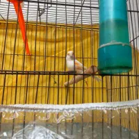 قناری مزایکی سرخ ماده اماده سهره خاکی قفس مهردار|پرنده|مشهد, شهید معقول|دیوار