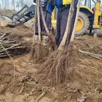 ارائه و تولید گردو ژنوتیپ|خدمات باغبانی و درختکاری|اشتهارد, |دیوار