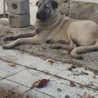 سگ عراقی از باغ دزدیده شده